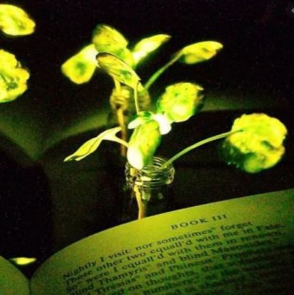 Planta se ilumina con libro 720×722